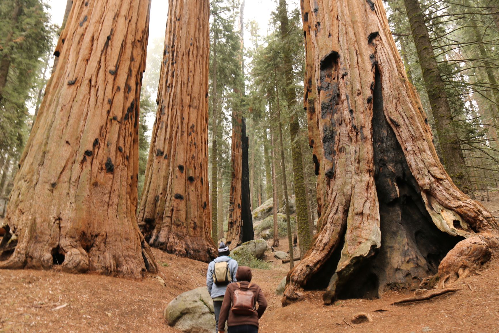 Sequoia And Kings Canyon National Park - Tripswithvanda